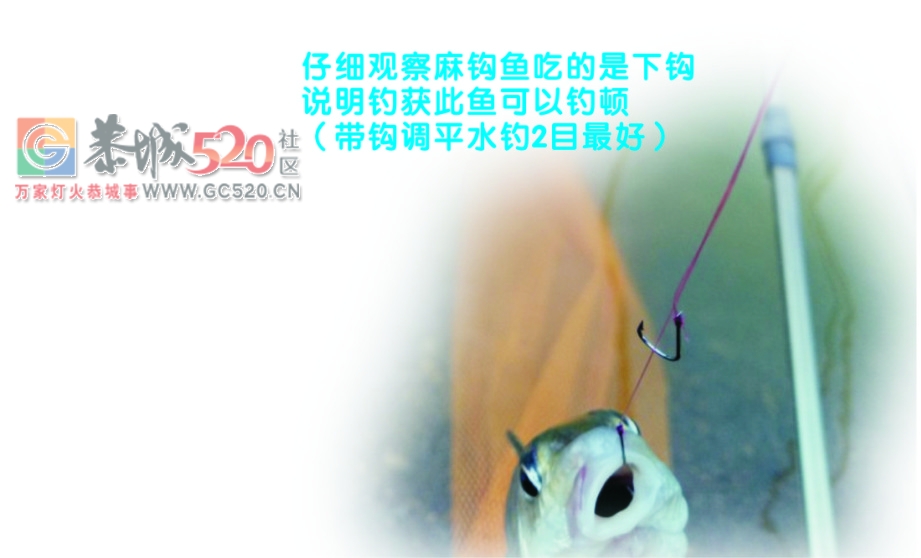 风大水消太阳晒渔获不佳 MDG210 / 作者:MDG / 帖子ID:238256