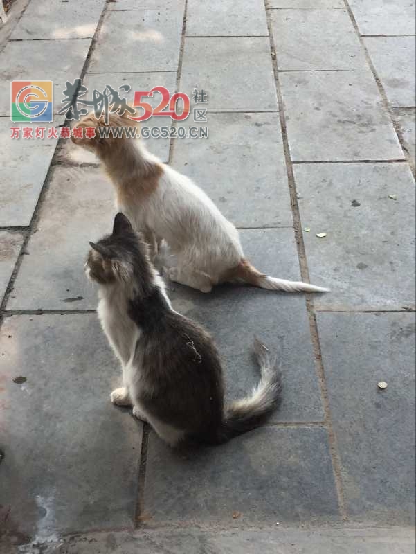 感动！！小伙伴被偷，它俩在门口等好几个小时314 / 作者:jphzy / 帖子ID:238316