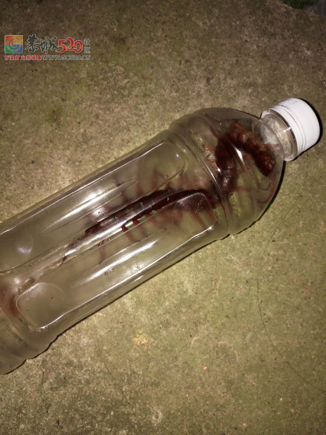 哪个家里见过那大的蜈蚣？？629 / 作者:jphzy / 帖子ID:238344