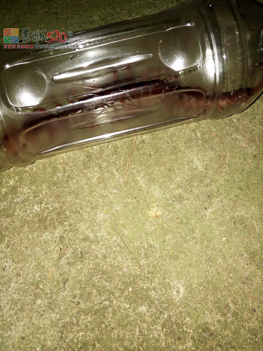 哪个家里见过那大的蜈蚣？？239 / 作者:jphzy / 帖子ID:238344
