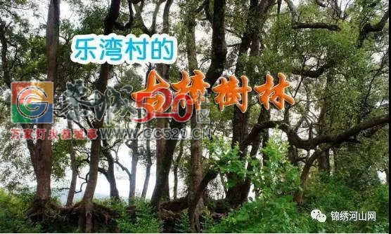 乐湾--恭城那一道靓丽的风景线350 / 作者:边吃边拉 / 帖子ID:238347