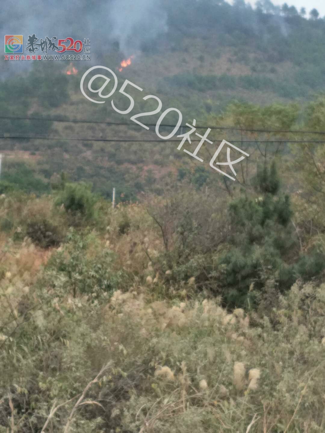 洲塘小学上面火烧山，好大一片了571 / 作者:雨打芭蕉残 / 帖子ID:238534