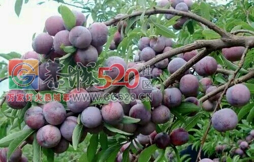 大量出售珍珠李苗711 / 作者:陈小燕 / 帖子ID:238543