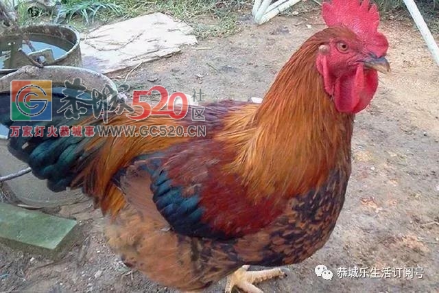 恭城农村四大霸主，见了要远远躲开，最后一种最厉害！845 / 作者:万事难两全 / 帖子ID:238578