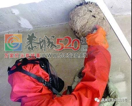 恭城农村四大霸主，见了要远远躲开，最后一种最厉害！465 / 作者:万事难两全 / 帖子ID:238578