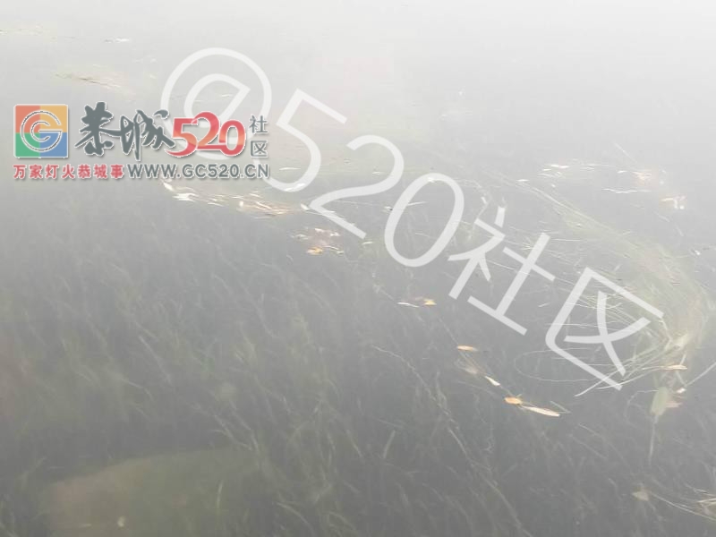 茶江浮桥头河面全是死鱼，再这么下去恐怕下一代什么叫鱼都不晓得了。767 / 作者:哟西 / 帖子ID:238583