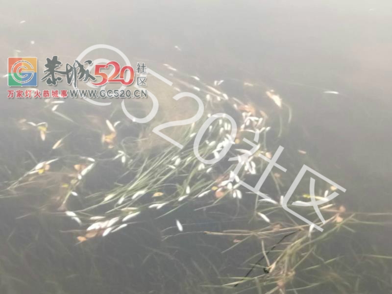 茶江浮桥头河面全是死鱼，再这么下去恐怕下一代什么叫鱼都不晓得了。852 / 作者:哟西 / 帖子ID:238583