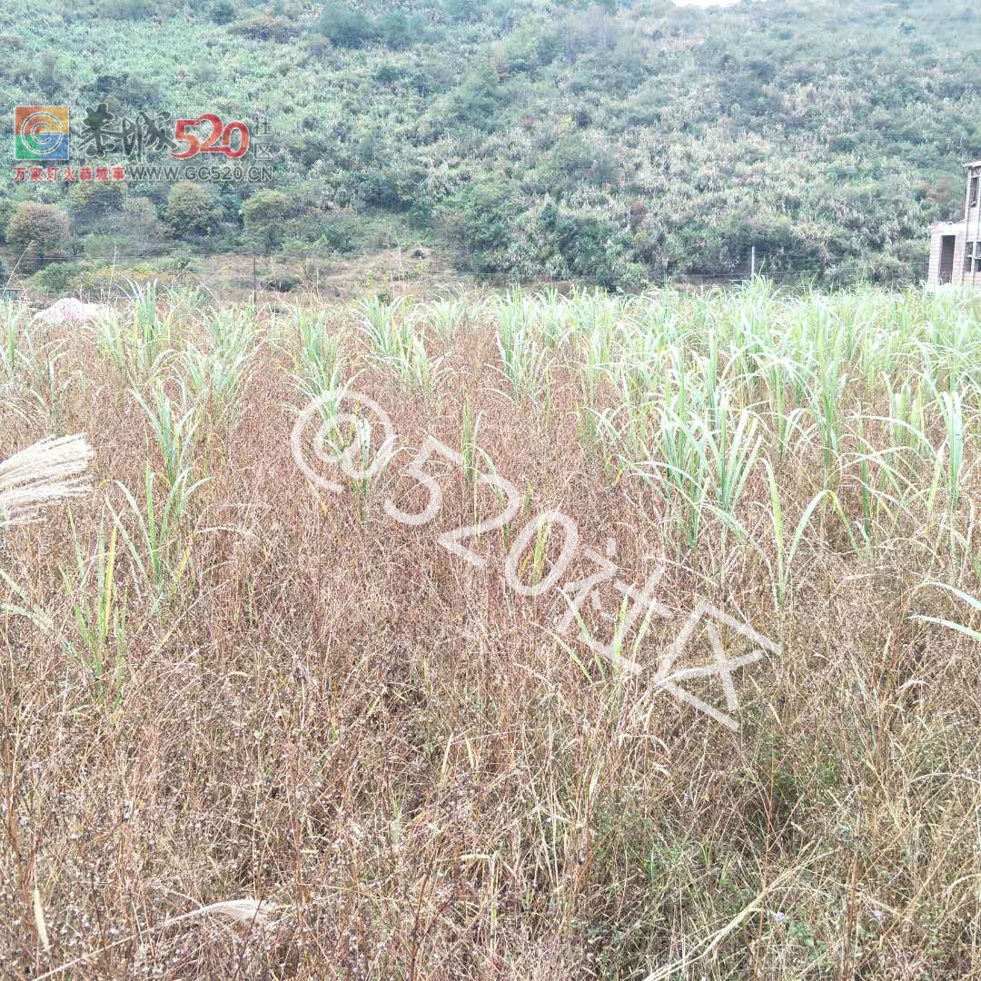 政府给村委两百万的竹鼠养殖项目，竟种出一堆杂草！！413 / 作者:黄氏响丸 / 帖子ID:238605