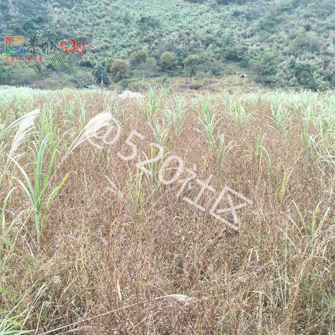 政府给村委两百万的竹鼠养殖项目，竟种出一堆杂草！！435 / 作者:黄氏响丸 / 帖子ID:238605