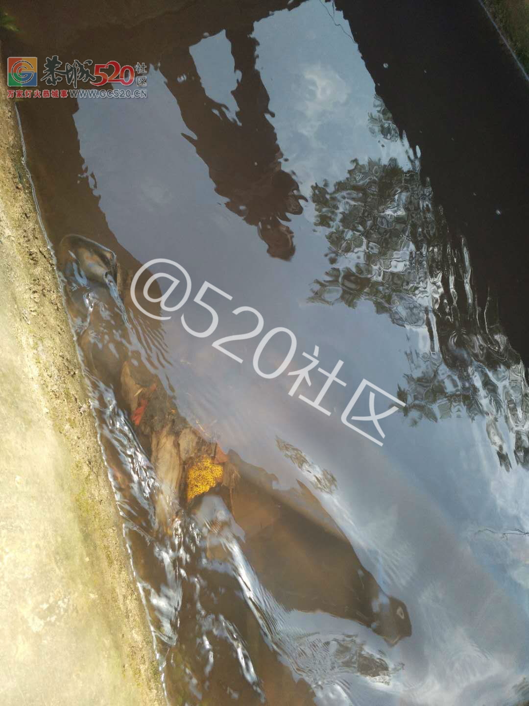 惊！！新街屠宰场的污水致井水成红色！！！！125 / 作者:人艰不拆 / 帖子ID:238606