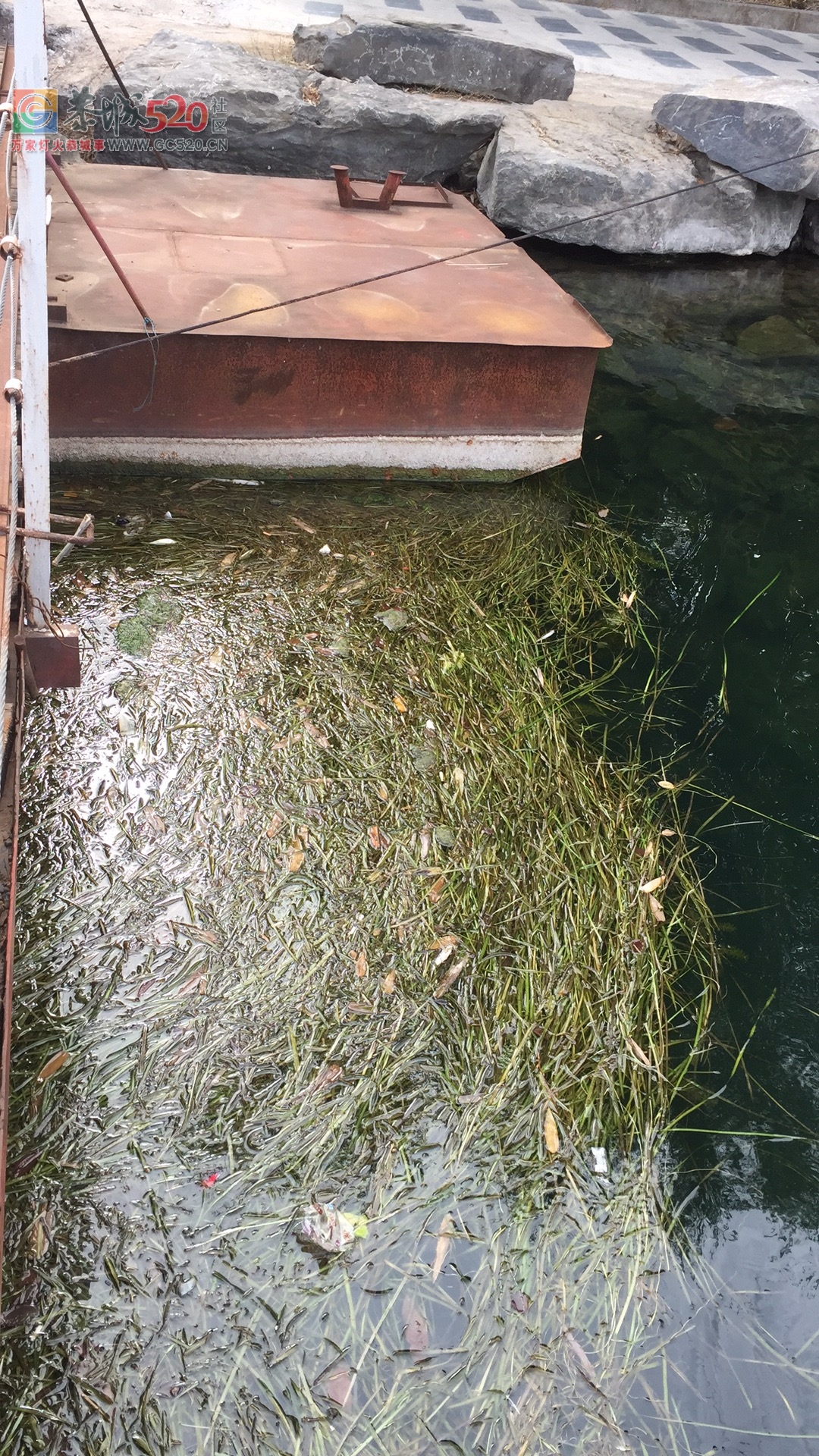 茶江浮桥头河面全是死鱼，再这么下去恐怕下一代什么叫鱼都不晓得了。994 / 作者:昨天已不在 / 帖子ID:238583