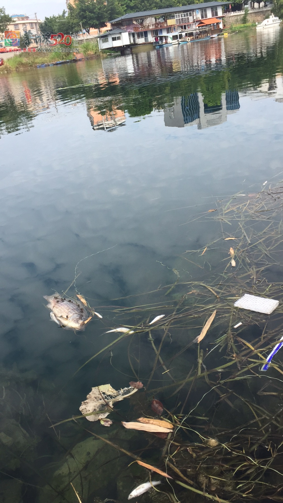 茶江浮桥头河面全是死鱼，再这么下去恐怕下一代什么叫鱼都不晓得了。249 / 作者:昨天已不在 / 帖子ID:238583