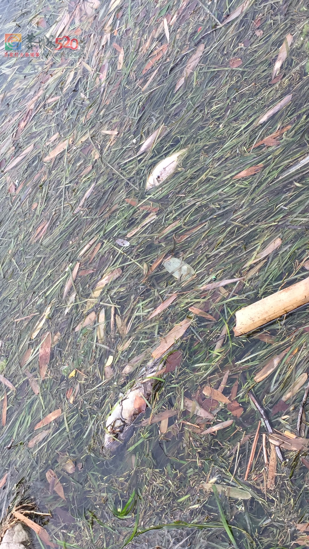 茶江浮桥头河面全是死鱼，再这么下去恐怕下一代什么叫鱼都不晓得了。299 / 作者:昨天已不在 / 帖子ID:238583