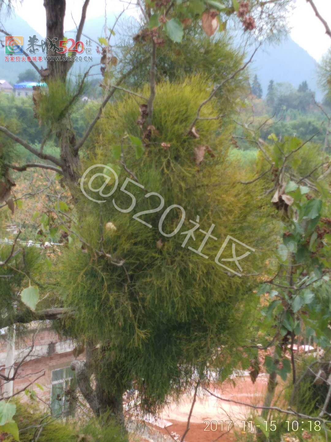 二圹矮山村鸡爪树上的寄生柴成了风景树了613 / 作者:对岸烽火 / 帖子ID:241011