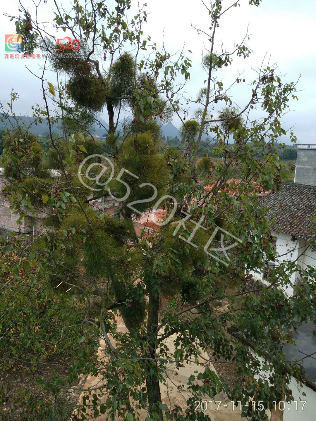 二圹矮山村鸡爪树上的寄生柴成了风景树了309 / 作者:对岸烽火 / 帖子ID:241011