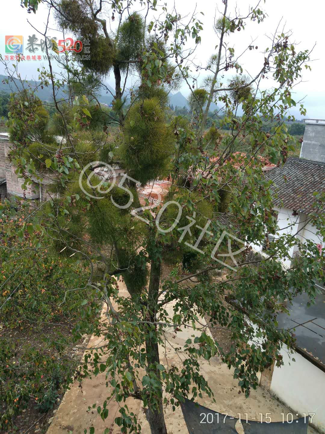 二圹矮山村鸡爪树上的寄生柴成了风景树了984 / 作者:对岸烽火 / 帖子ID:241011