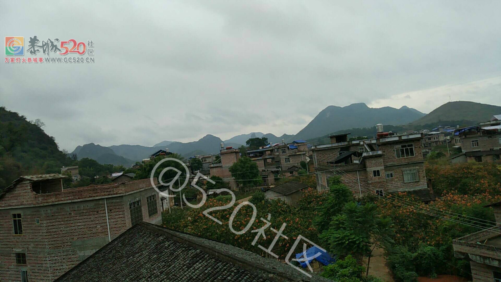 二圹矮山村鸡爪树上的寄生柴成了风景树了7 / 作者:对岸烽火 / 帖子ID:241011