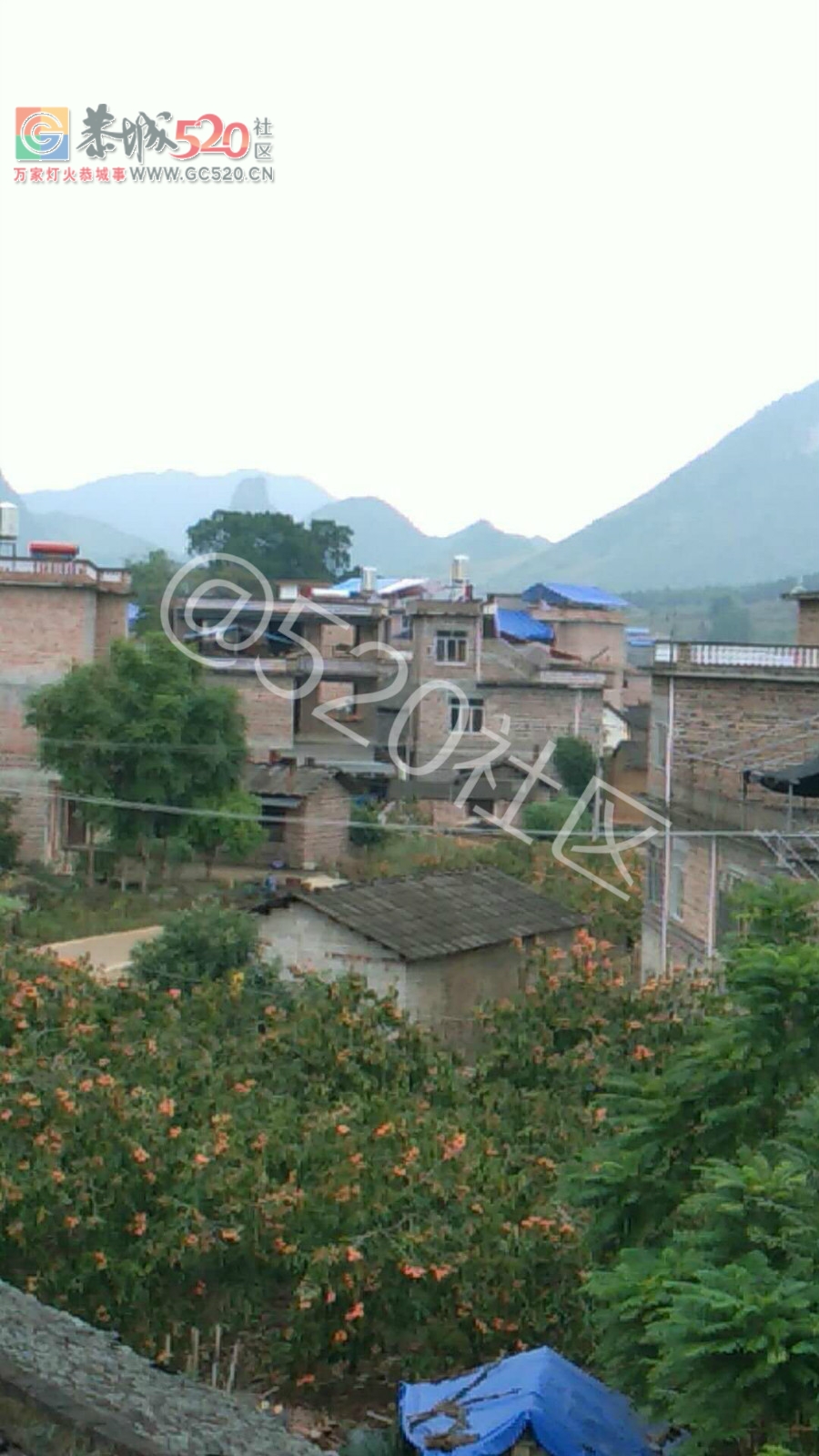 二圹矮山村鸡爪树上的寄生柴成了风景树了181 / 作者:对岸烽火 / 帖子ID:241011