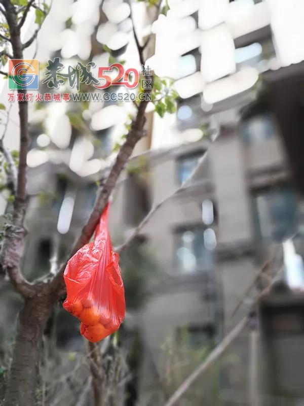 惨！房东一家四口遭租客灭门，死者哥哥：全是用胶带憋死的81 / 作者:茶江余晖 / 帖子ID:241136