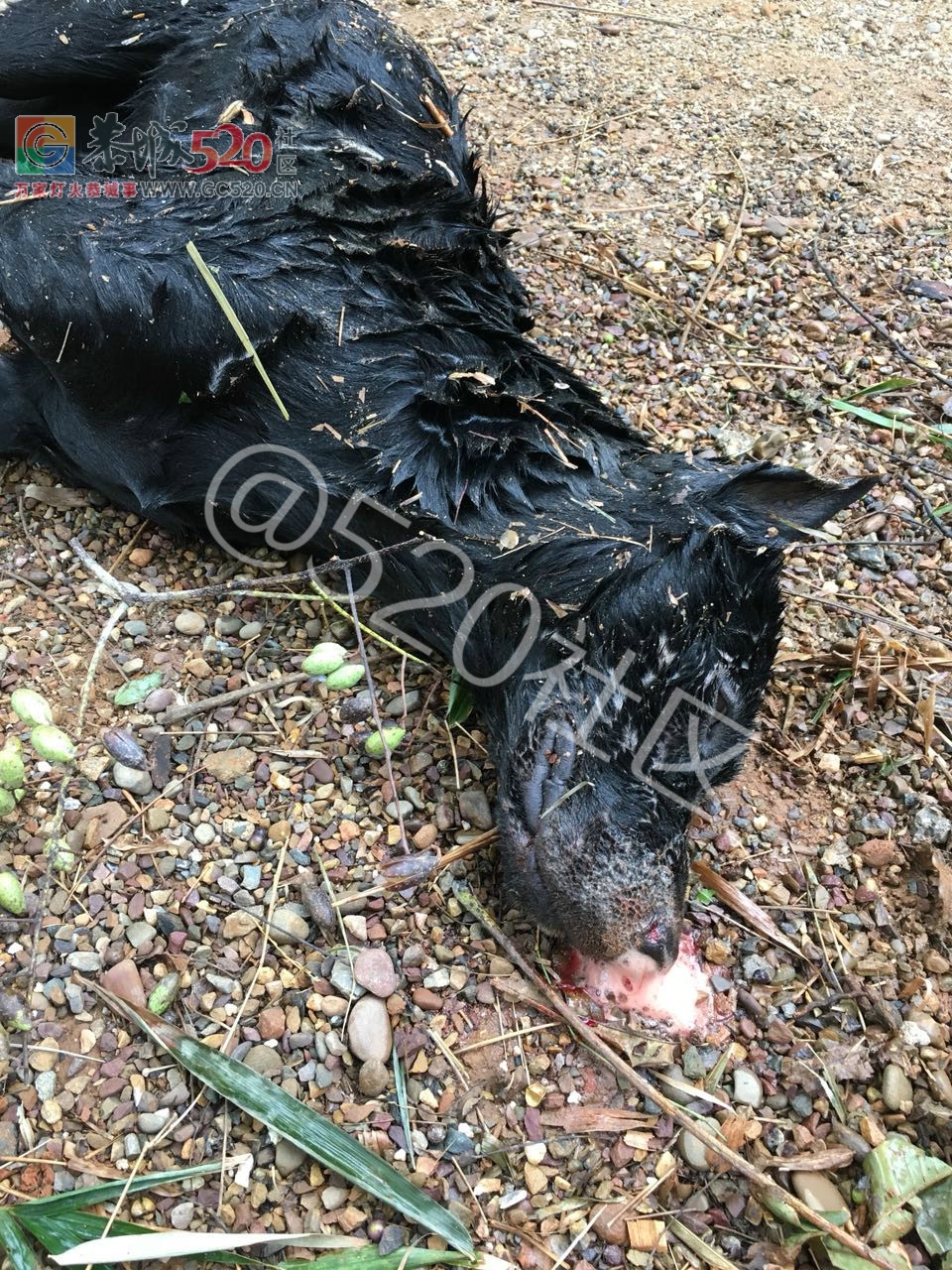 可恶|加会某村，无良偷狗人，拉布拉多犬都被毒死！！534 / 作者:人艰不拆 / 帖子ID:241268