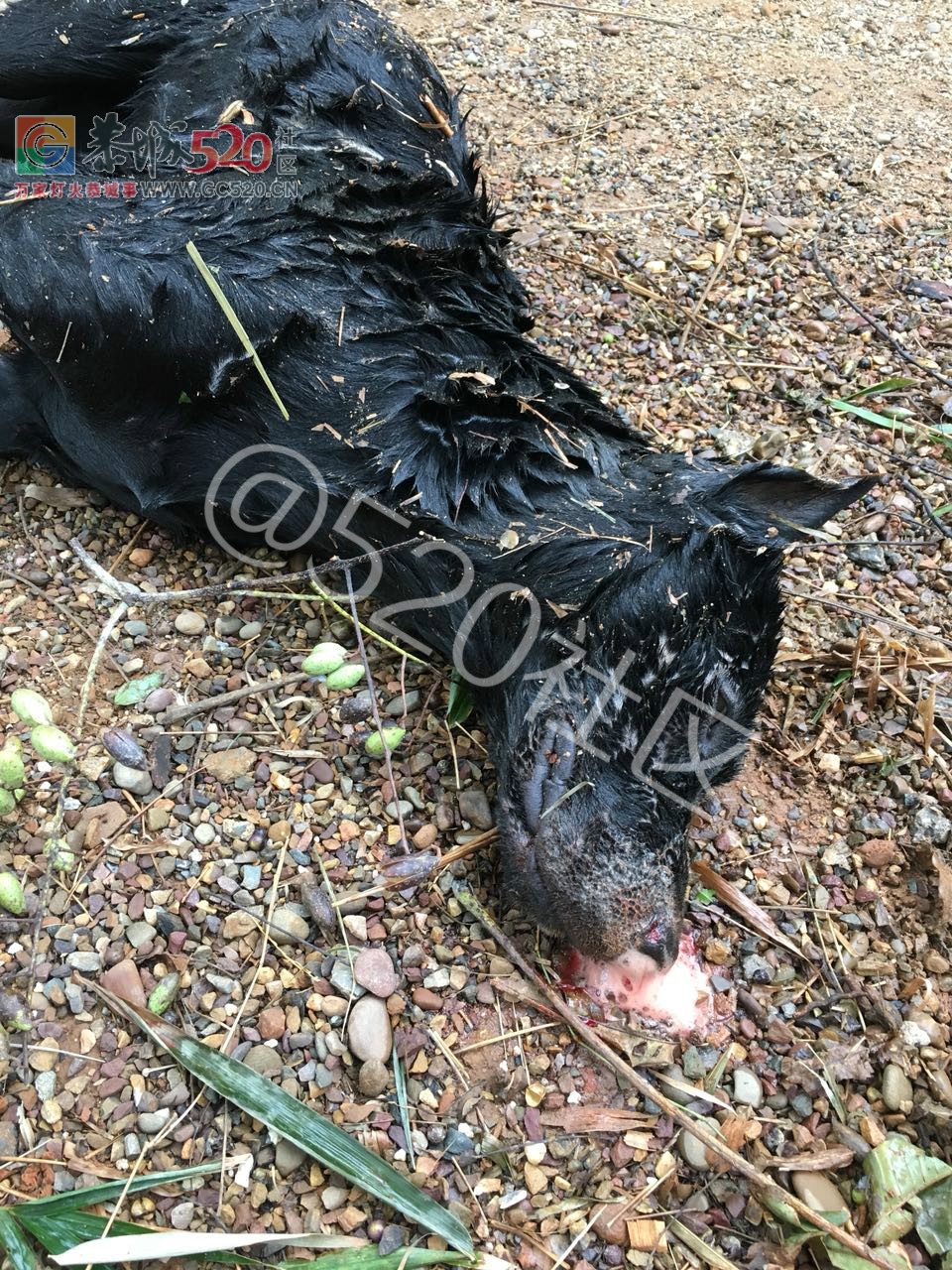 可恶|加会某村，无良偷狗人，拉布拉多犬都被毒死！！405 / 作者:人艰不拆 / 帖子ID:241268