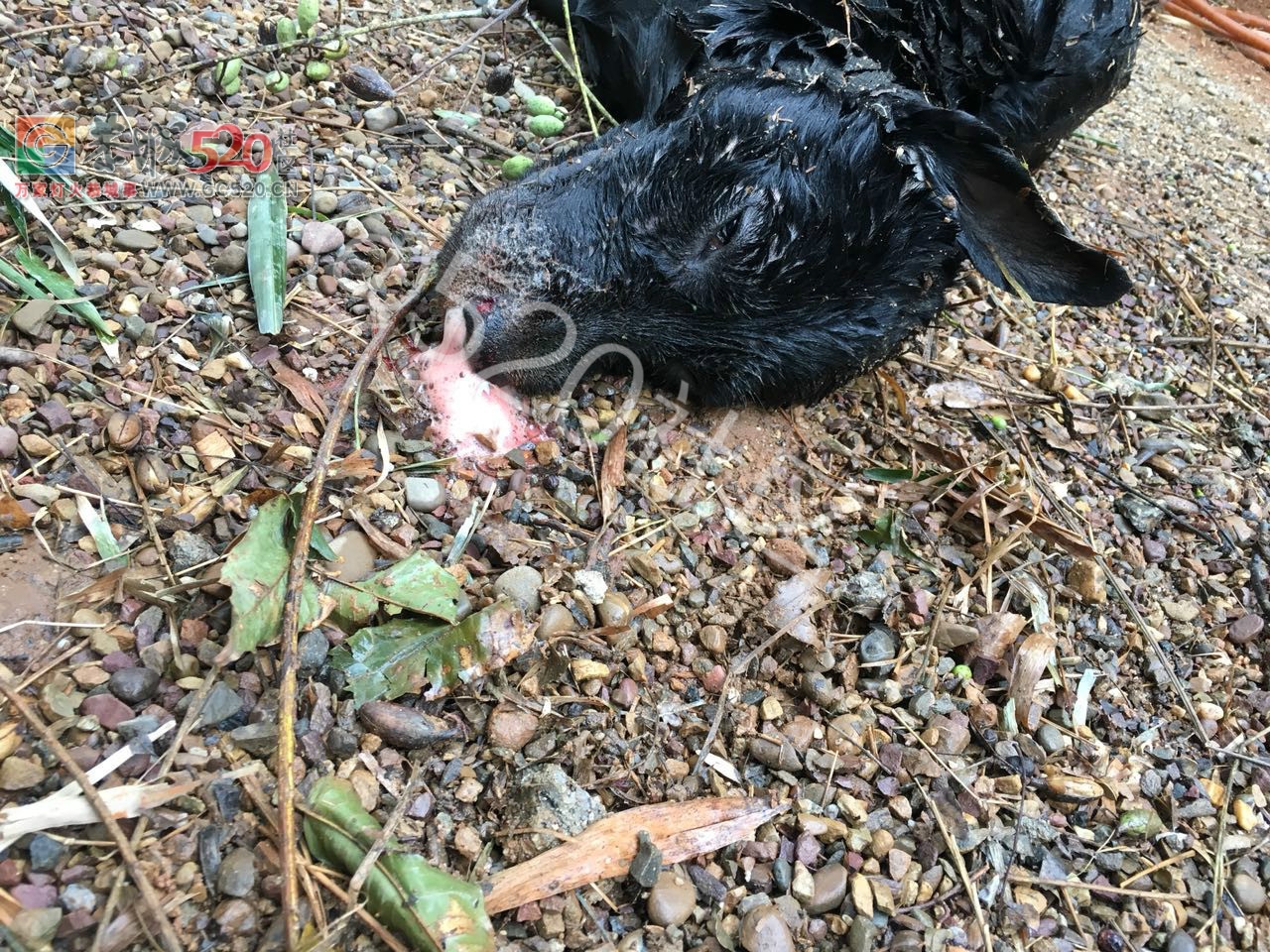 可恶|加会某村，无良偷狗人，拉布拉多犬都被毒死！！825 / 作者:人艰不拆 / 帖子ID:241268