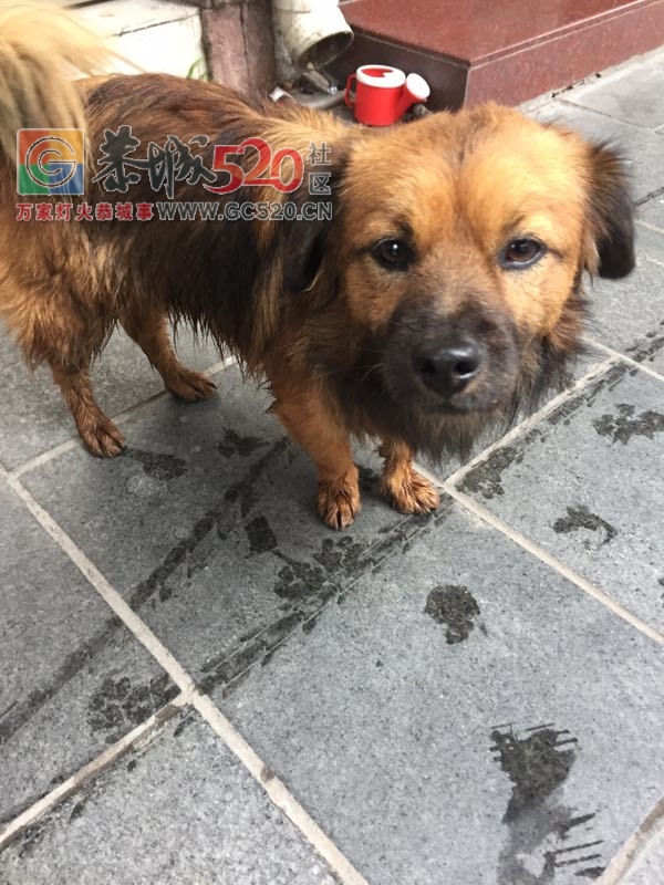 滨江苑这小狗谁家的，好可怜！147 / 作者:糕富帅 / 帖子ID:246074