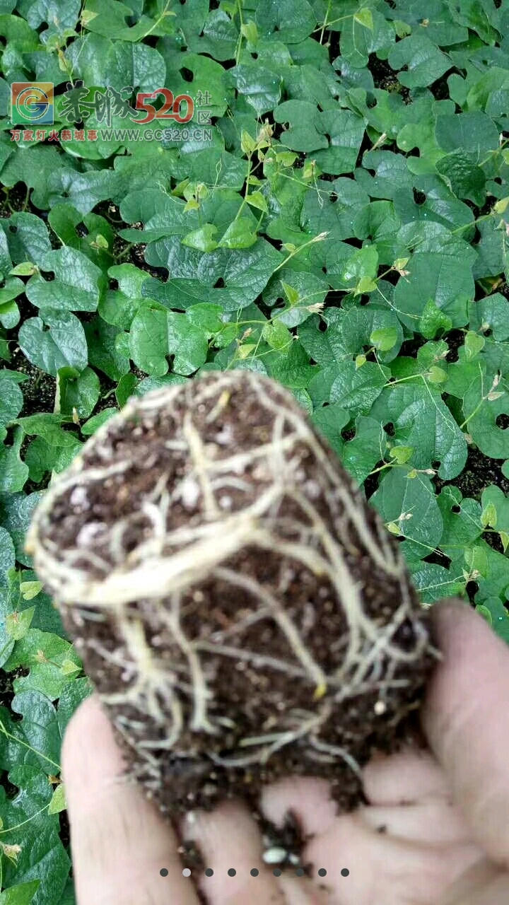 大量供应优质国苗739 / 作者:谁主沉浮 / 帖子ID:246095