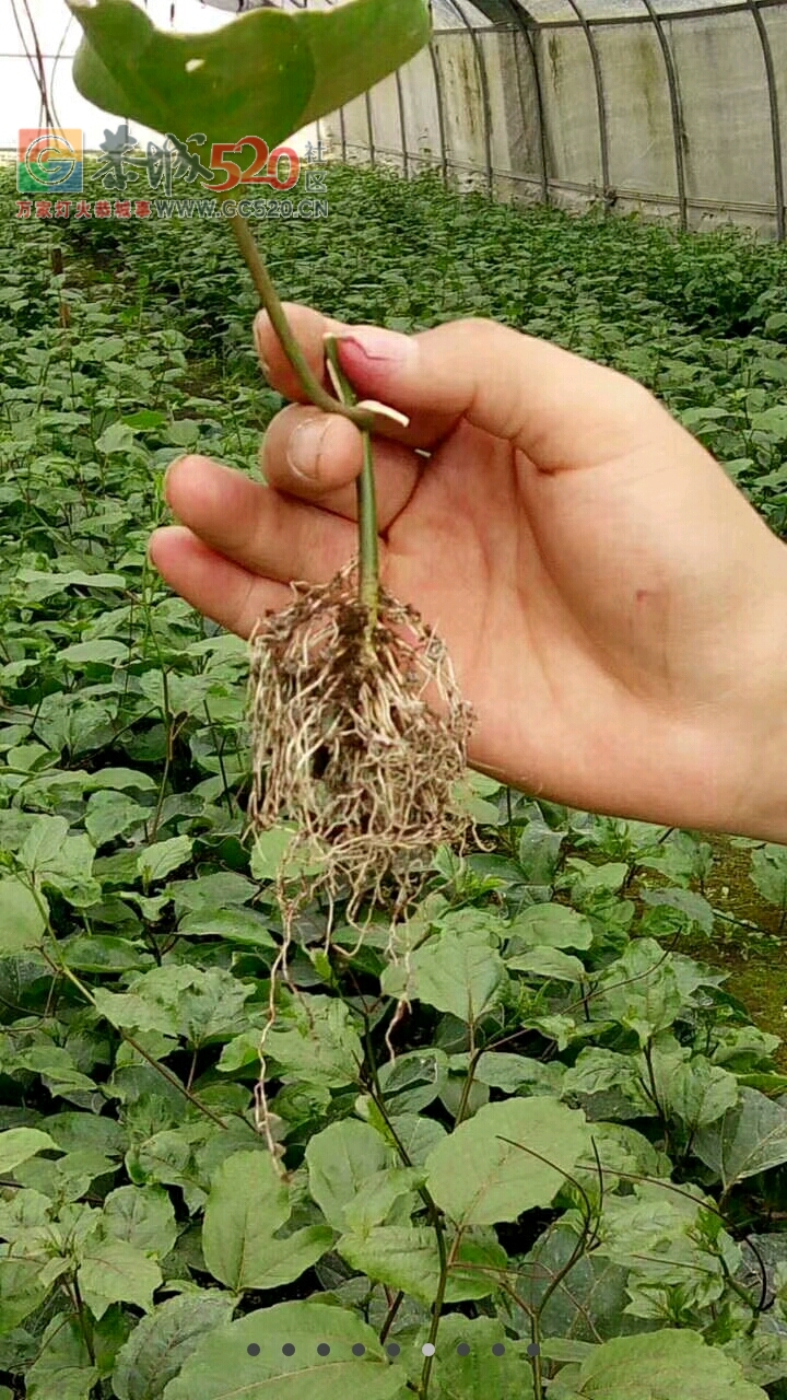 大量供应优质国苗319 / 作者:谁主沉浮 / 帖子ID:246095
