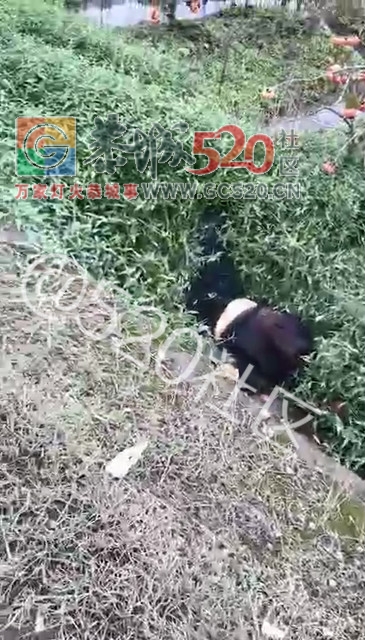 势江往沙子冲一男的死了，死因不明202 / 作者:高负帅 / 帖子ID:246253