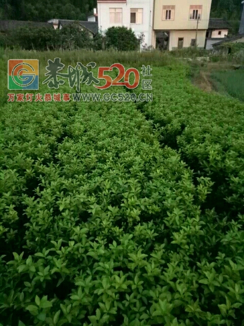 出售苗木857 / 作者:阿强 / 帖子ID:246259