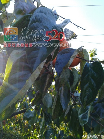 美丽大恭城71 / 作者:承接水电安装 / 帖子ID:246304