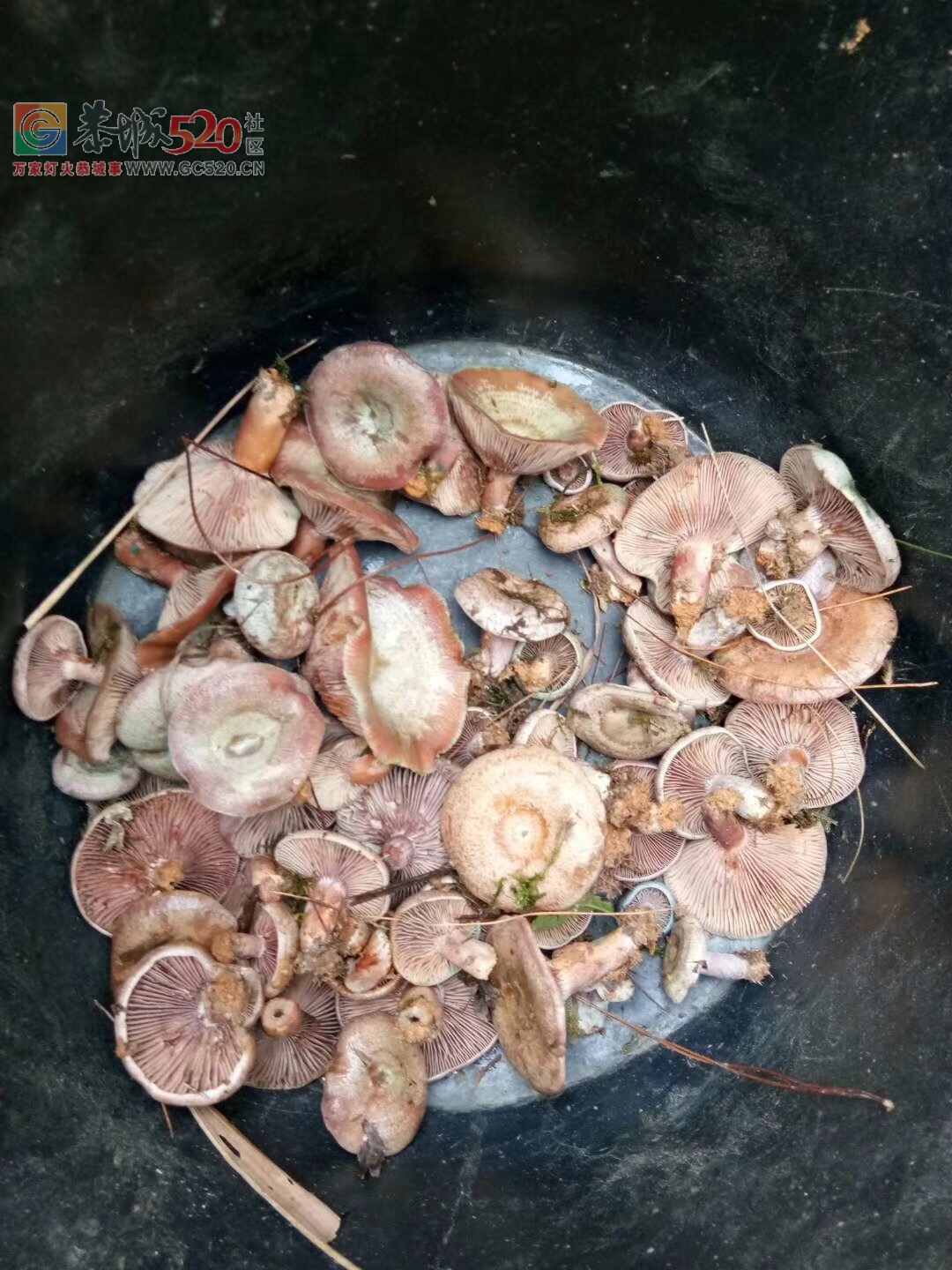 今天运气可以，得了点好东西可以补一补了！！464 / 作者:油茶小弟 / 帖子ID:246352
