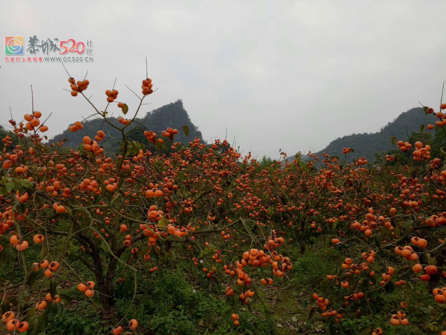 受前段时间连续20天雨的影响，冬末柿景会很美很美！！127 / 作者:正在输入中 / 帖子ID:246479