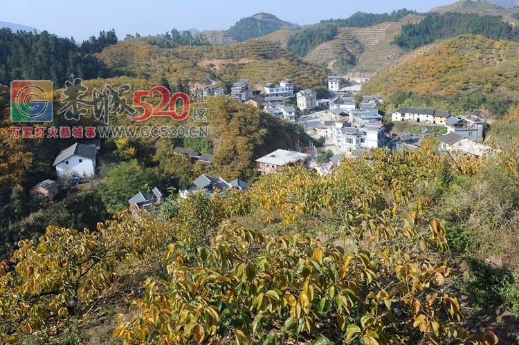 诗（柿）情画意～醉美恭城～醉美我的故乡171 / 作者:小小牵牛花 / 帖子ID:246483