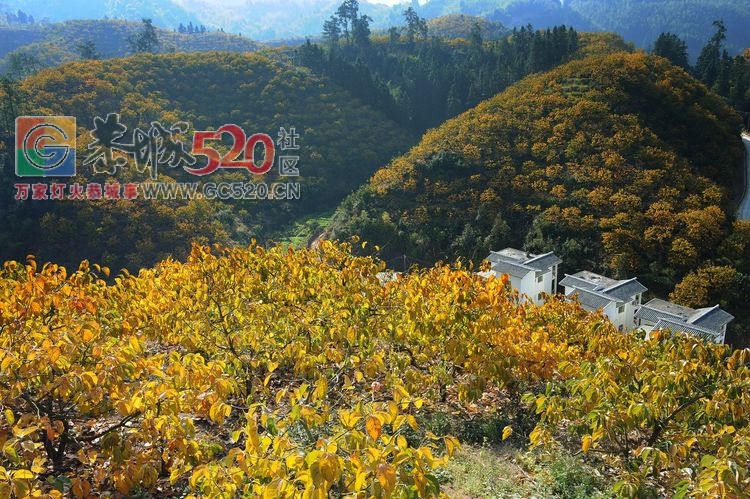 诗（柿）情画意～醉美恭城～醉美我的故乡92 / 作者:小小牵牛花 / 帖子ID:246483