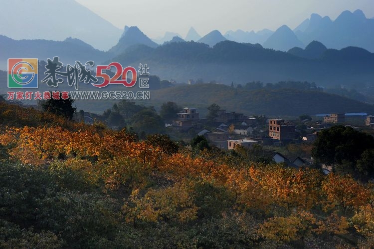 诗（柿）情画意～醉美恭城～醉美我的故乡97 / 作者:小小牵牛花 / 帖子ID:246483