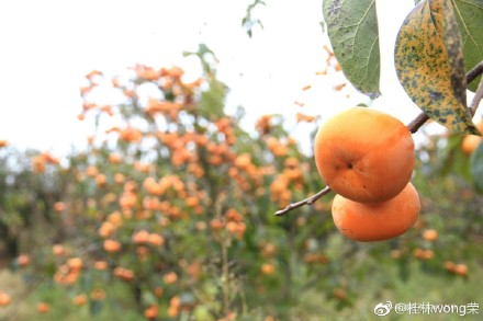 桂林恭城 满山柿子满山红 |864 / 作者:jphzy / 帖子ID:246585