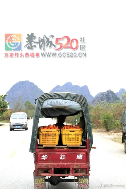 桂林恭城 满山柿子满山红 |825 / 作者:jphzy / 帖子ID:246585