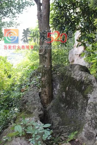 莲花矮寨村发现“树坚强”786 / 作者:小佳佳 / 帖子ID:246620