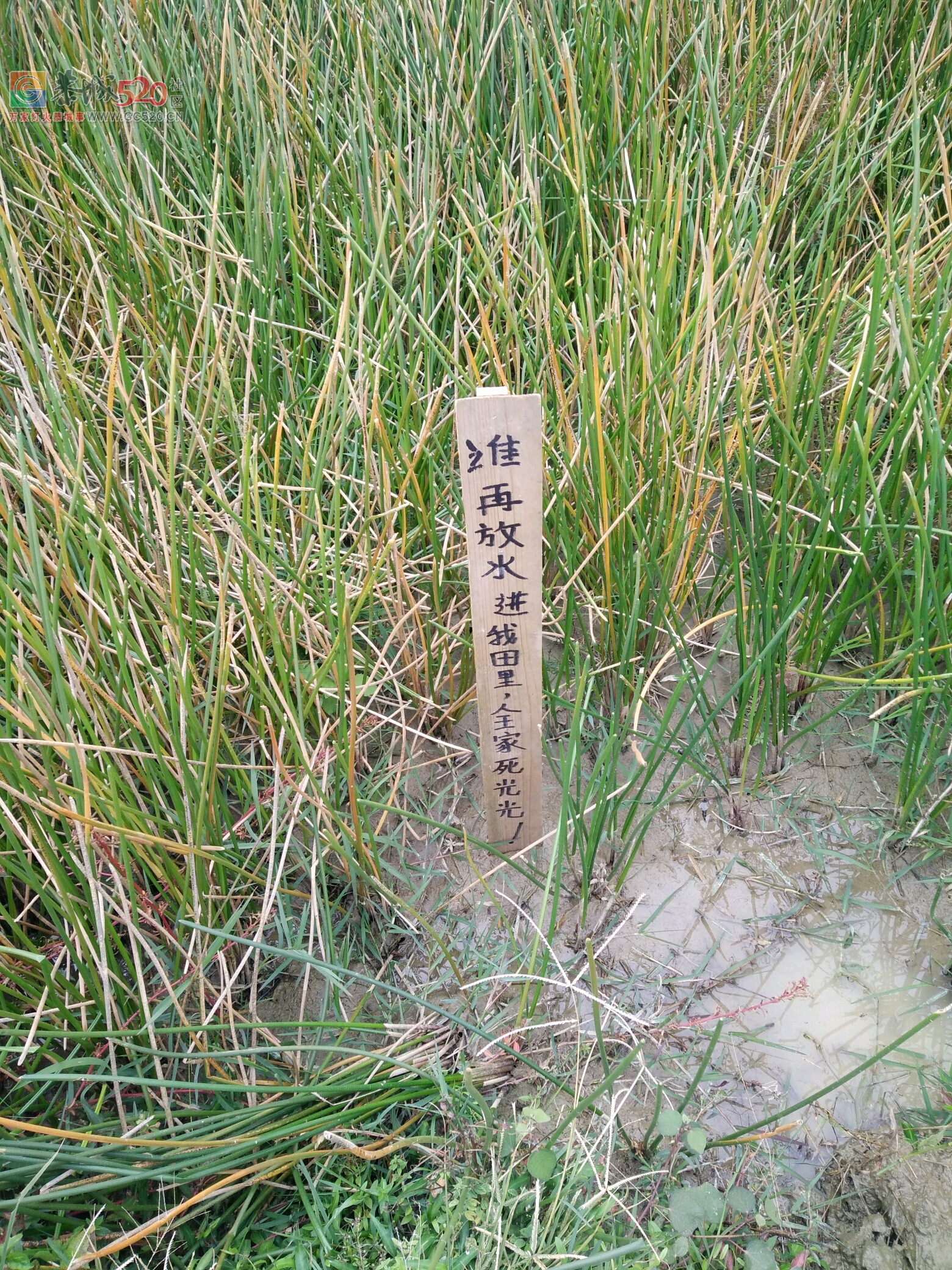 西岭人在恭城新街凤凰村种马蹄遭遇小人恶搞425 / 作者:qq991067231 / 帖子ID:246626