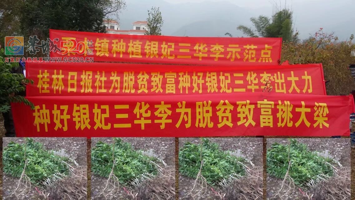 扶贫济困献爱心 ——到五福帮扶去。429 / 作者:青草文学 / 帖子ID:246634