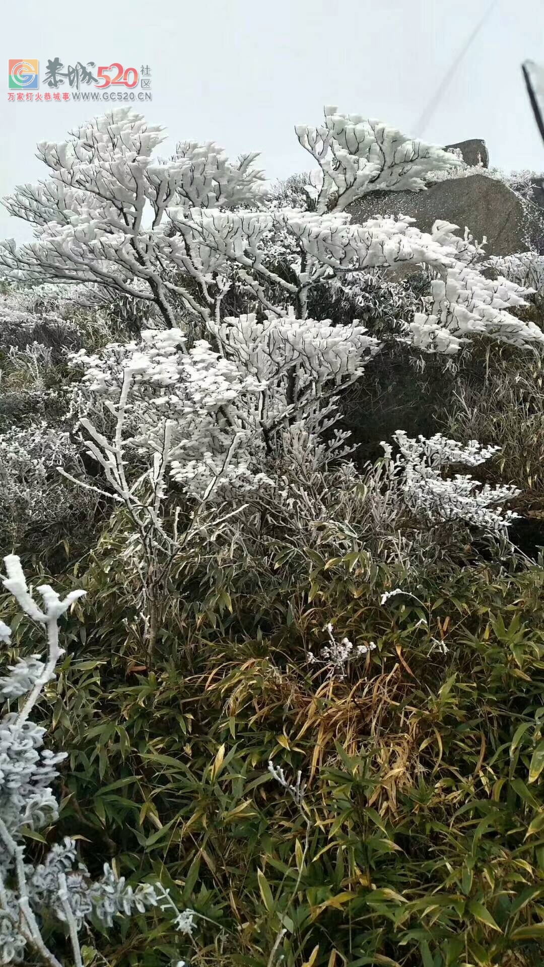近日燕子山迎来雾凇景象35 / 作者:北飛白燕 / 帖子ID:257872