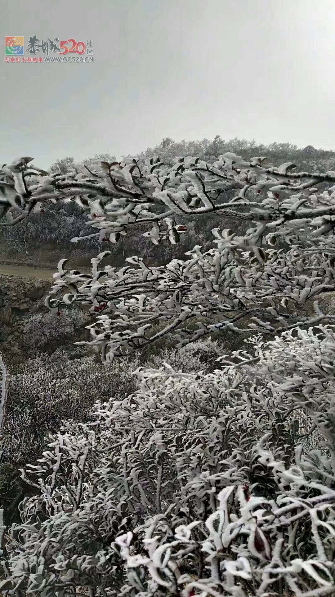 近日燕子山迎来雾凇景象796 / 作者:北飛白燕 / 帖子ID:257872