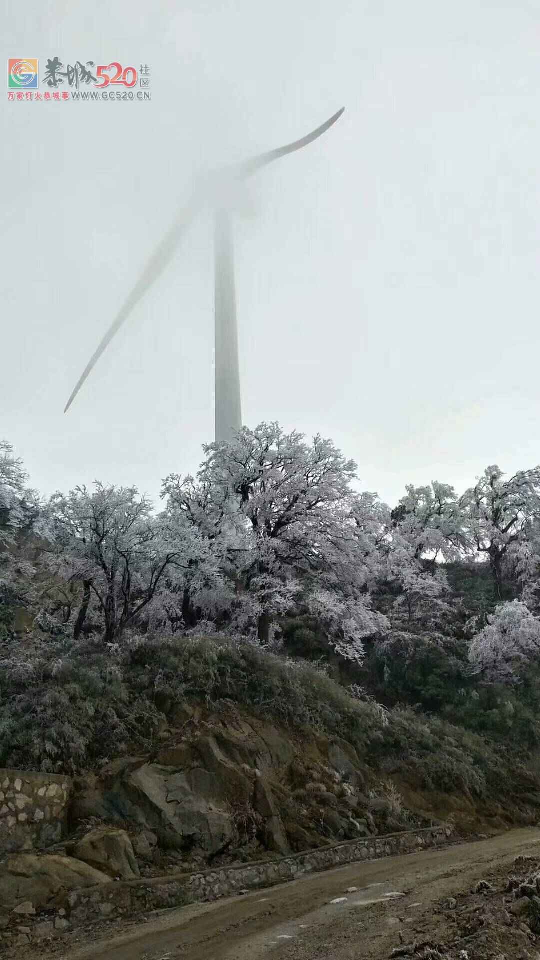 近日燕子山迎来雾凇景象385 / 作者:北飛白燕 / 帖子ID:257872