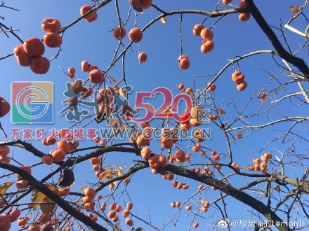 天气好，拍出来的柿子真的很漂亮。757 / 作者:丽丽看花 / 帖子ID:257889