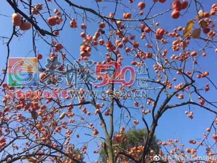 天气好，拍出来的柿子真的很漂亮。656 / 作者:丽丽看花 / 帖子ID:257889