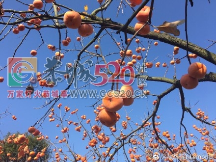 天气好，拍出来的柿子真的很漂亮。984 / 作者:丽丽看花 / 帖子ID:257889