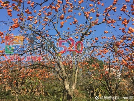 天气好，拍出来的柿子真的很漂亮。965 / 作者:丽丽看花 / 帖子ID:257889