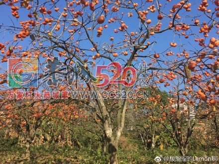 天气好，拍出来的柿子真的很漂亮。653 / 作者:丽丽看花 / 帖子ID:257889